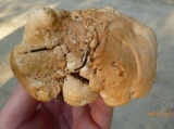 Hydnum mulsicolor image