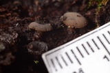 Tatraea macrospora image
