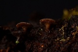 Tatraea macrospora image