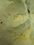Perenniporia subacida image