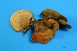 Steccherinum subrawakense image