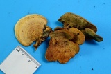 Steccherinum subrawakense image