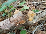 Steccherinum subrawakense image