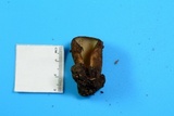 Jafnea semitosta image