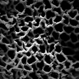 Inocutis texana image