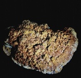Inocutis texana image