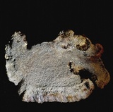 Inocutis texana image