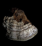 Ganoderma australe image