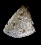 Ganoderma australe image
