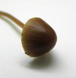Conocybe tenera image