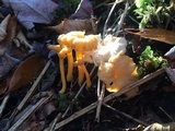 Craterellus lutescens image