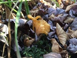Craterellus lutescens image