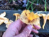 Craterellus lutescens image