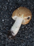 Agaricus nanaugustus image