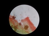 Agaricus nanaugustus image
