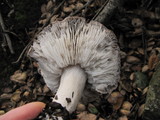 Tricholoma griseoviolaceum image