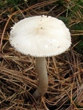 Amanita sect. Vaginatae image