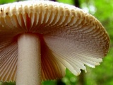 Amanita daimonioctantes image