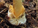 Amanita daimonioctantes image