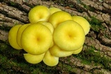 Pleurotus citrinopileatus image