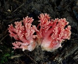 Ramaria araiospora image