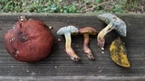 Boletellus pseudochrysenteroides image