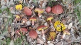 Boletellus pseudochrysenteroides image