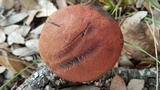 Boletellus pseudochrysenteroides image