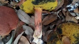 Boletellus pseudochrysenteroides image