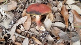 Boletellus pseudochrysenteroides image
