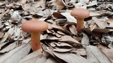 Boletellus pseudochrysenteroides image