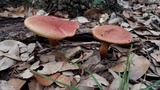 Boletellus pseudochrysenteroides image