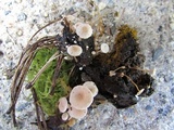 Collybia cirrhata image
