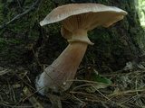 Armillaria solidipes image