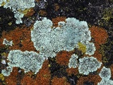 Lecanora muralis image
