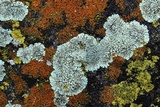 Lecanora muralis image