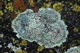 Lecanora muralis image