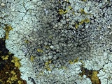 Lecanora muralis image