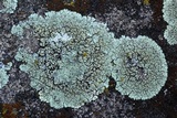 Lecanora muralis image