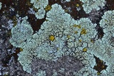 Lecanora muralis image