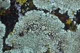 Lecanora muralis image