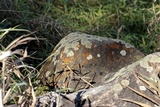 Lecanora muralis image