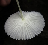 Leucocoprinus fragilissimus image