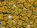 Candelariella vitellina image