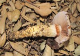 Cortinarius glutinosoarmillatus image