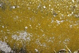 Candelariella vitellina image
