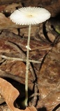 Leucocoprinus fragilissimus image