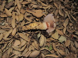 Cortinarius glutinosoarmillatus image