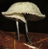 Tetrapyrgos nigripes image
