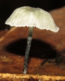 Tetrapyrgos nigripes image